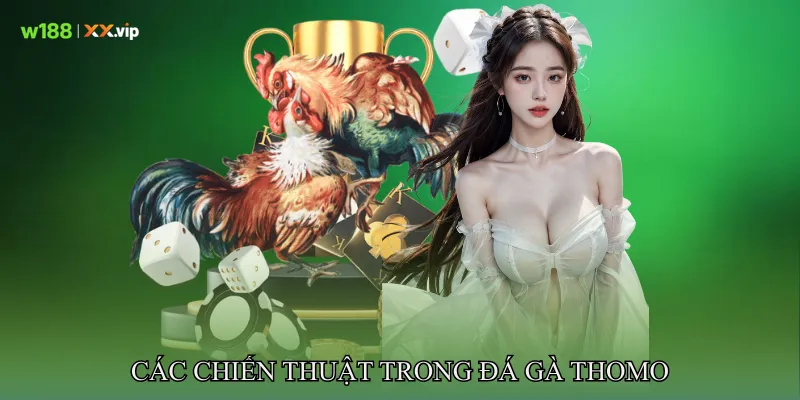 Đá Gà Thomo Trận Thư Hùng Kịch Tính Không Khoan Nhượng 4 Các Chiến Thuật Trong Đá gà Thomo