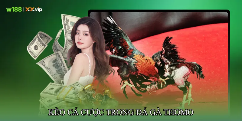 Đá Gà Thomo Trận Thư Hùng Kịch Tính Không Khoan Nhượng 3 Kèo Cá Cược Trong Đá gà Thomo